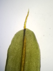 Encalypta rhaptocarpa