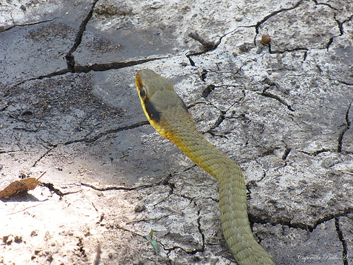 Spot-bellied Sipo