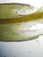 Encalypta rhaptocarpa