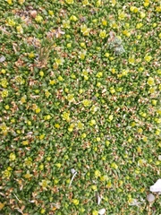 Azorella diapensioides