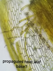 Encalypta rhaptocarpa