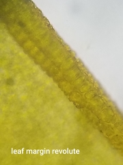 Encalypta rhaptocarpa