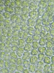 Encalypta rhaptocarpa