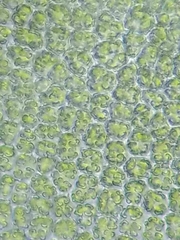 Encalypta rhaptocarpa