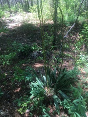 Yucca filamentosa concava