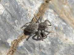 Plexippoides gestroi