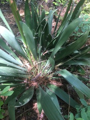 Yucca filamentosa concava