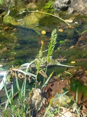 Polypogon viridis