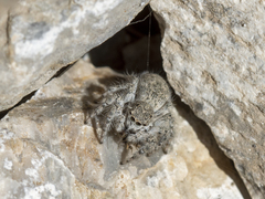 Plexippoides gestroi