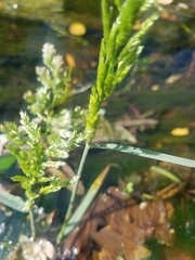 Polypogon viridis