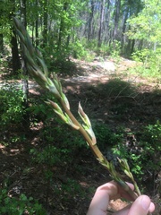 Yucca filamentosa concava