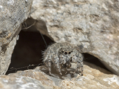 Plexippoides gestroi