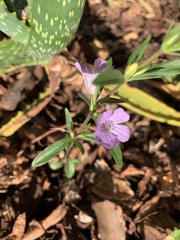 Dyschoriste angusta
