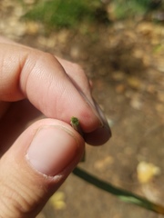 Polypogon viridis