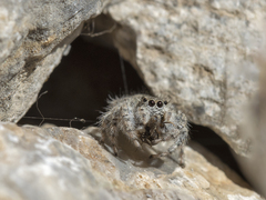 Plexippoides gestroi