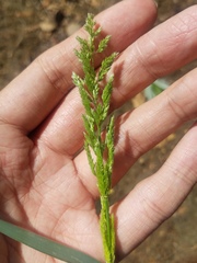 Polypogon viridis