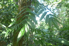 Salpichlaena volubilis