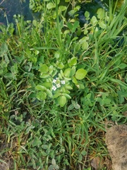 Nasturtium officinale