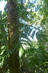 Salpichlaena volubilis