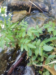 Nasturtium officinale