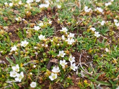 Arenaria digyna