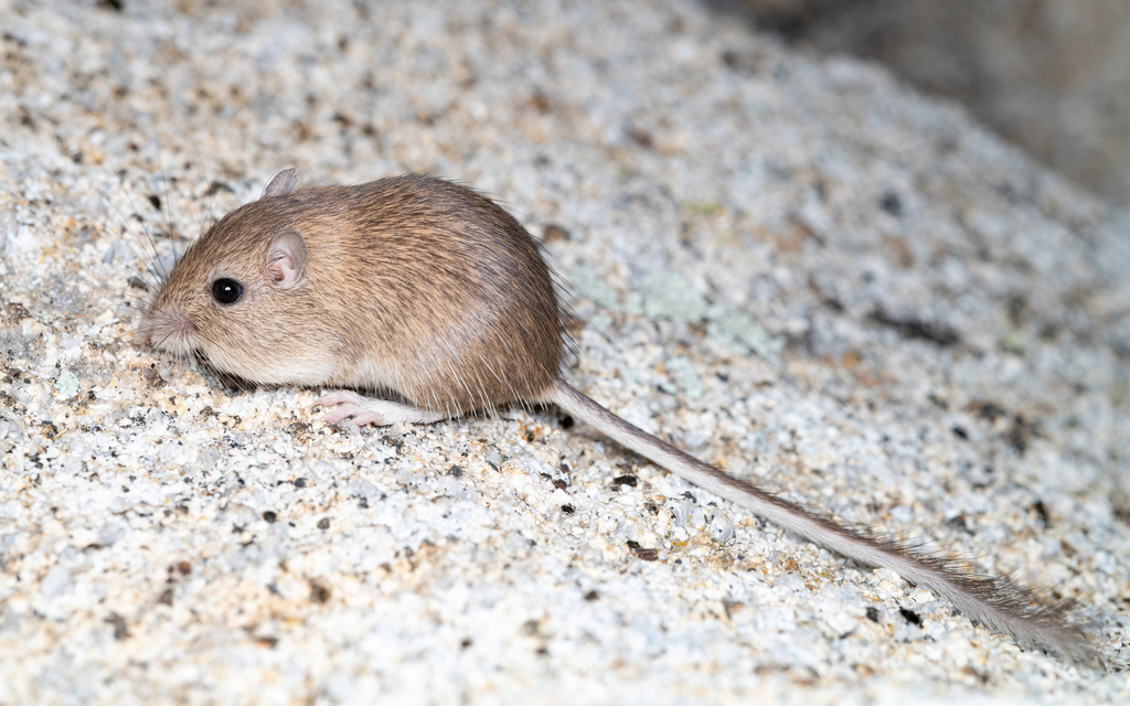 San Diego Pocket Mouse