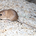 San Diego Pocket Mouse - Photo (c) Marshal Hedin, some rights reserved (CC BY-NC-SA), uploaded by Marshal Hedin