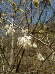 Podopterus mexicanus