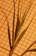Festuca membranacea