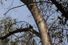 Melanerpes uropygialis