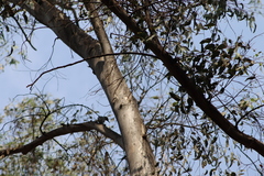 Melanerpes uropygialis