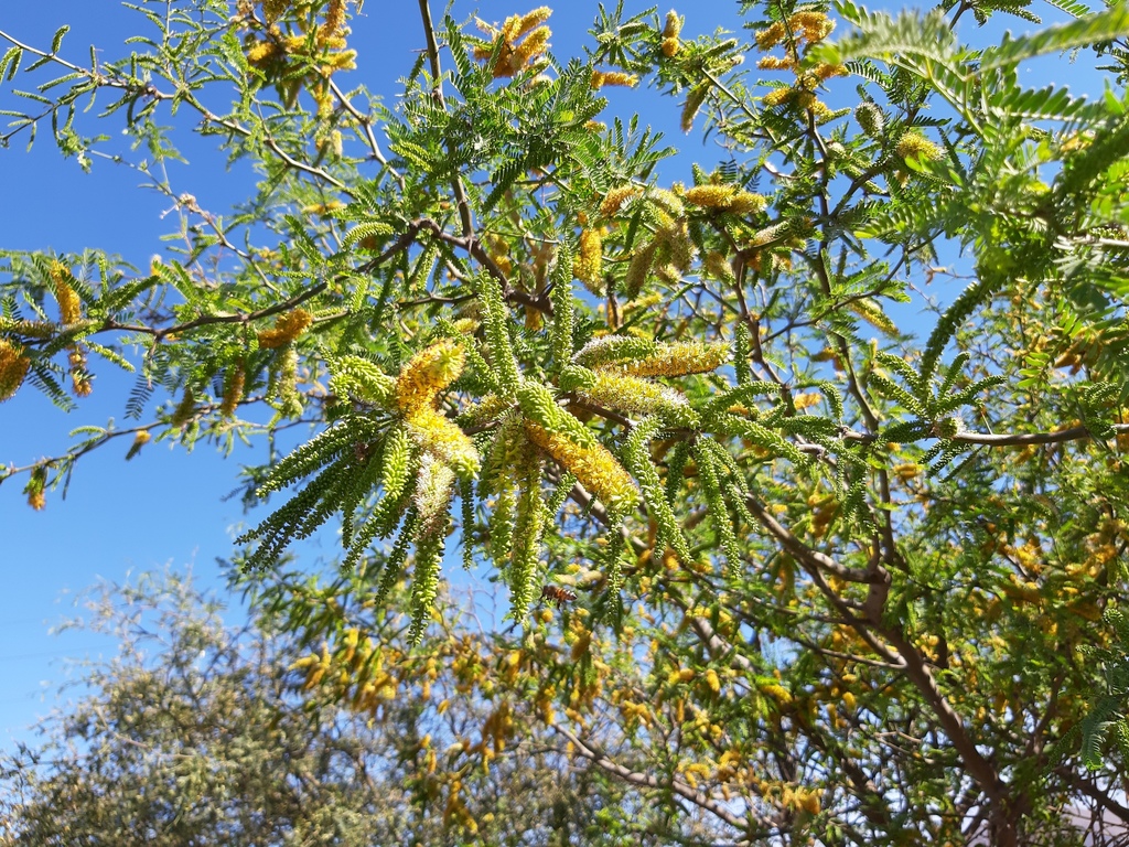 Prosopis calderensis A.Galán, E.Linares, J.Montoya & Vicente Orell.