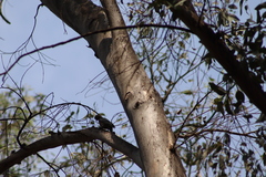 Melanerpes uropygialis
