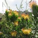 Leucospermum gueinzii - Photo (c) linkie, algunos derechos reservados (CC BY), subido por linkie