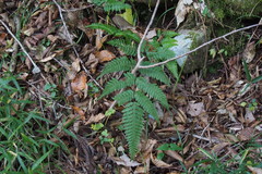 Pteris fauriei