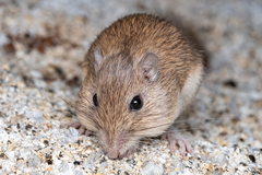 Chaetodipus fallax pallidus
