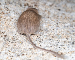 Chaetodipus fallax pallidus