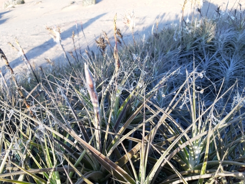 Tillandsia purpurea (Tillandsia purpurea)