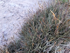 Tillandsia capillaris