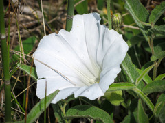 Calystegia spithamaea