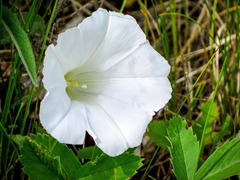 Calystegia spithamaea