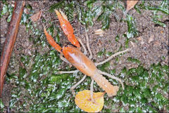 Engaeus hemicirratulus