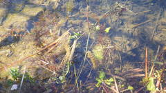 Hippuris vulgaris