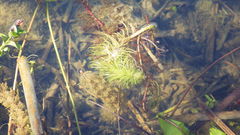 Hippuris vulgaris