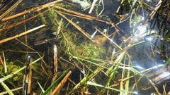 Hippuris vulgaris