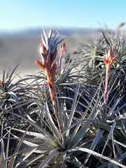 Tillandsia latifolia