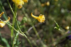 Delphinium nudicaule