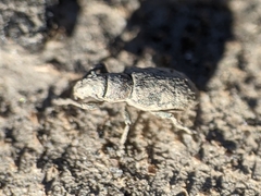 Sitona lepidus