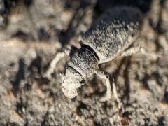 Sitona lepidus