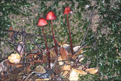 Mycena toyerlaricola